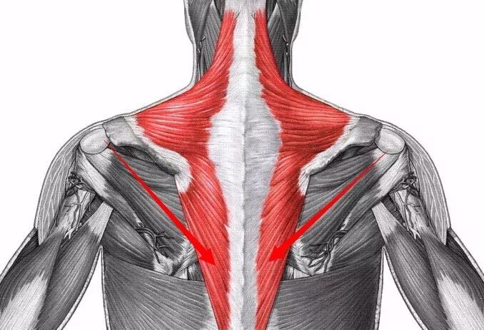 脊柱固定 上部:肩胛骨上提,上旋转 中部:内收(adduction)肩胛骨