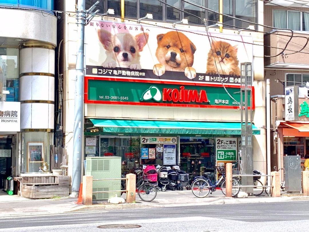 看完日本开了100年的宠物店,我又双叒酸了