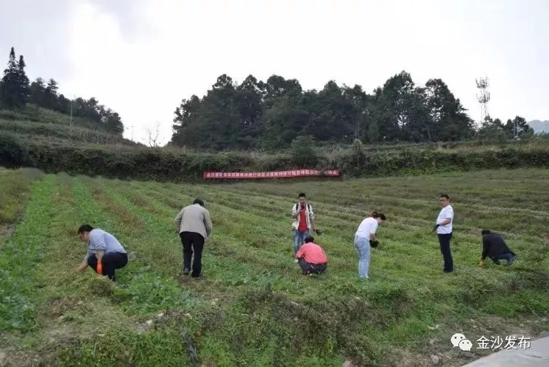 金沙县太平乡:主题教育"实践课堂"设在田间地头