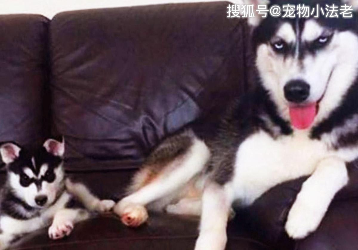 狗类智商排名_狗智商排名(3)