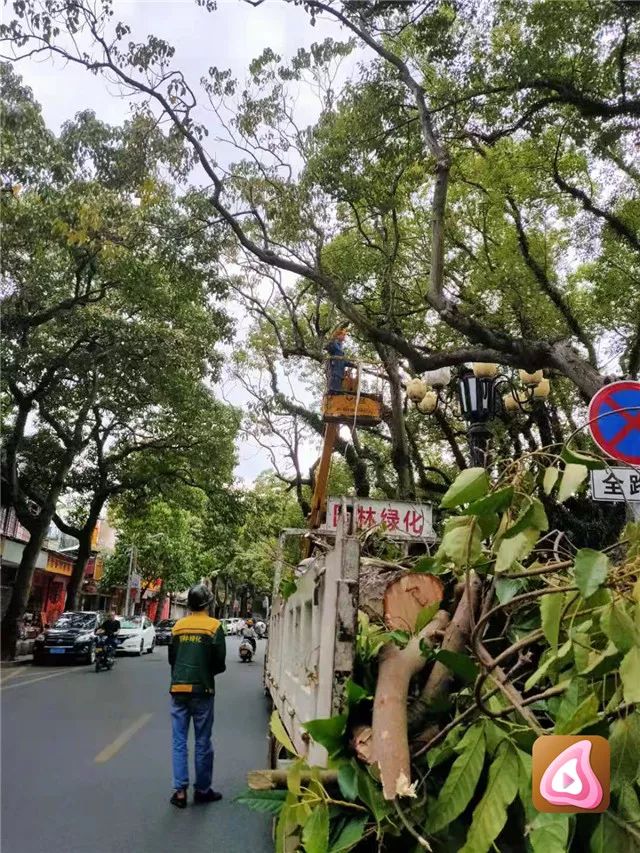 新闻追踪 排除 空降 隐患 西湖边部分树木截干 进行