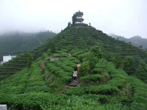 茶山县人口_云南普洱县茶山