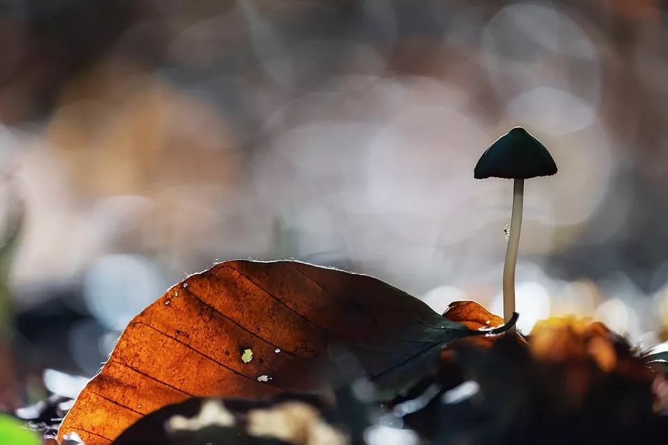 有内地周杰伦之称的他,为什么现在没有当年火