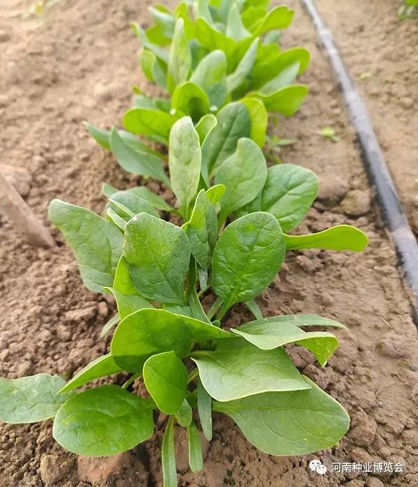 菠菜的成长,24张照片完美记录!