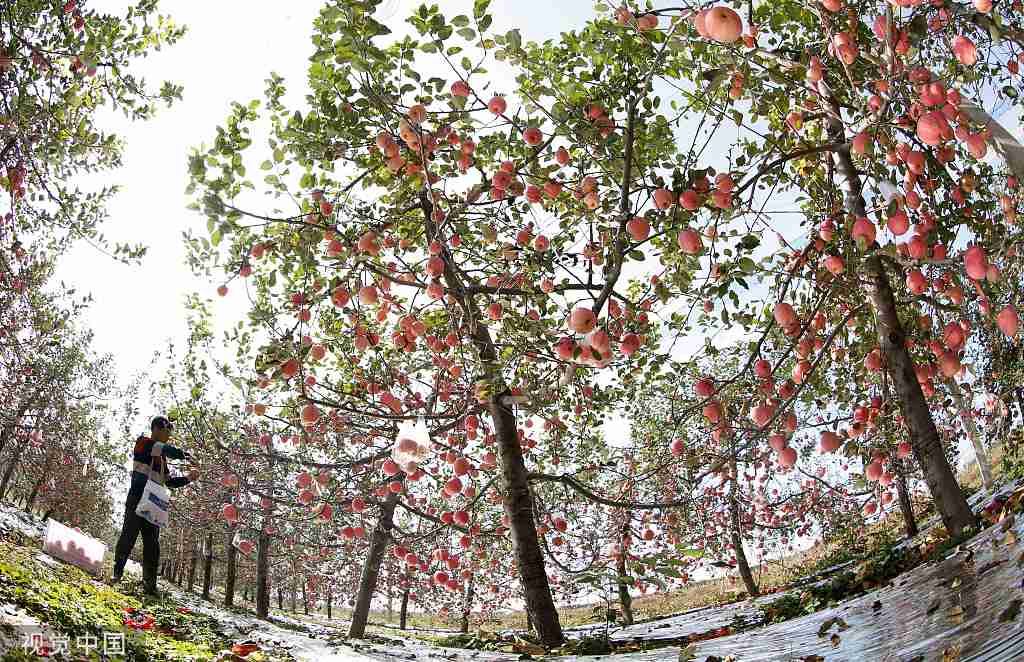 陕西渭南：白水苹果迎来收获季节