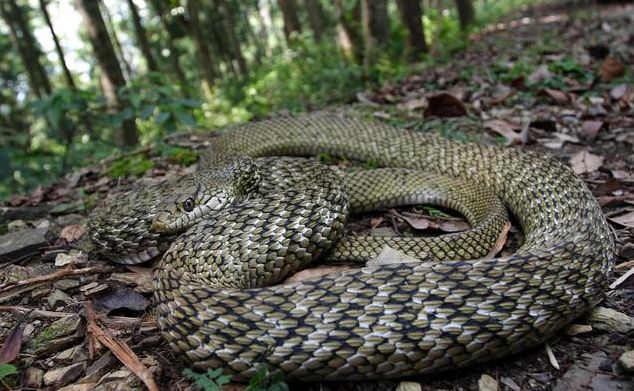 连续两夜梦魇，毒蜘蛛与黄色蛇的寓意解析