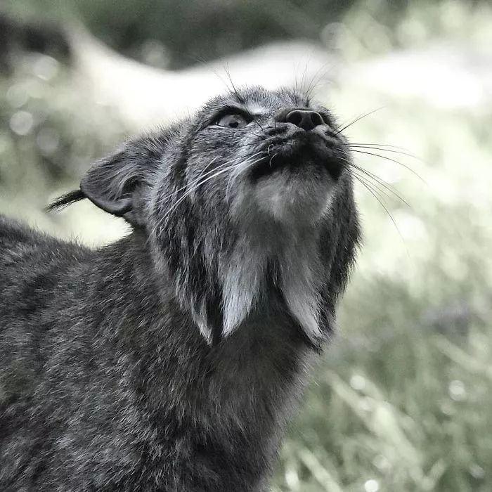 加拿大山猫（猞猁），看起来又憨又萌，其实超级凶残