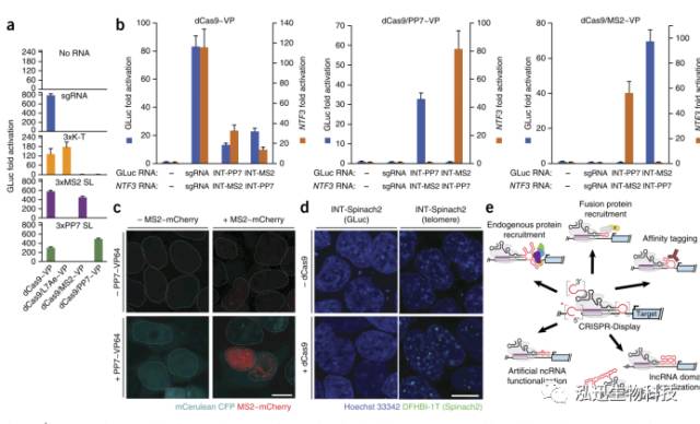 sgrna是什么 1b36012147444a6985f3e1a926b06a2d.jpeg