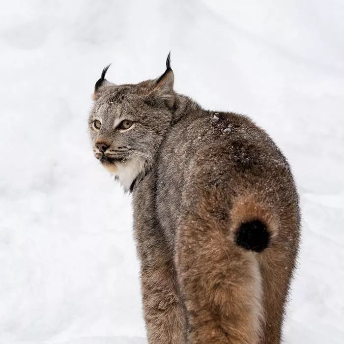 加拿大山猫（猞猁），看起来又憨又萌，其实超级凶残