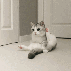 1c956c4f12c448118ad2386c8ac8663d.gif