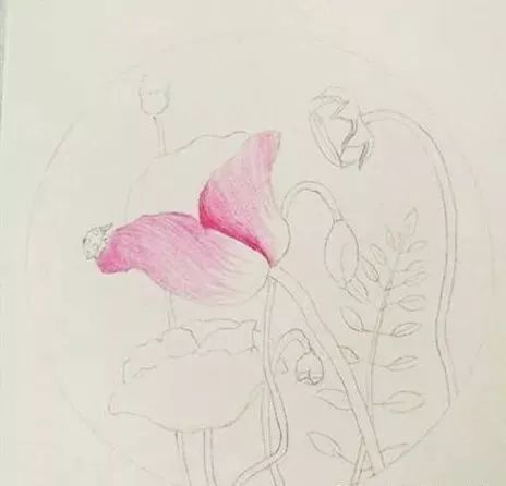 彩铅教程:虞美人的画法过程