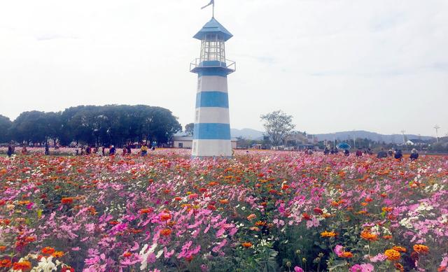 苏州吴中区庭山村 太湖花海醉游人 江苏省