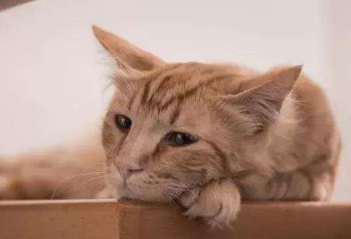 猫猫得了耳螨怎么办?猫咪长了耳螨,怎么治最有