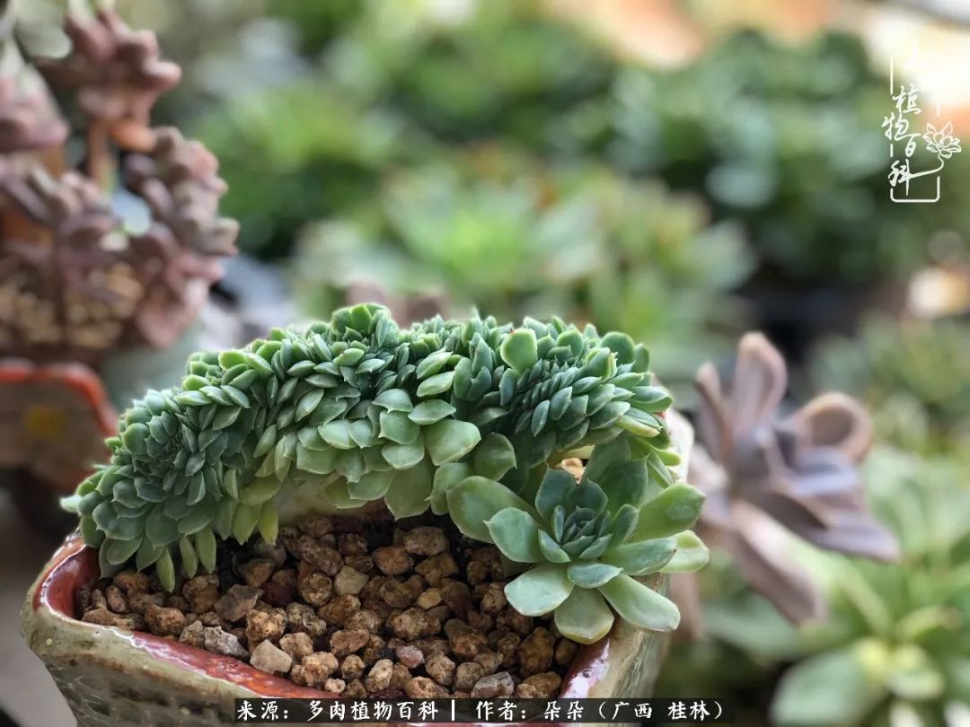 雅典娜缀化