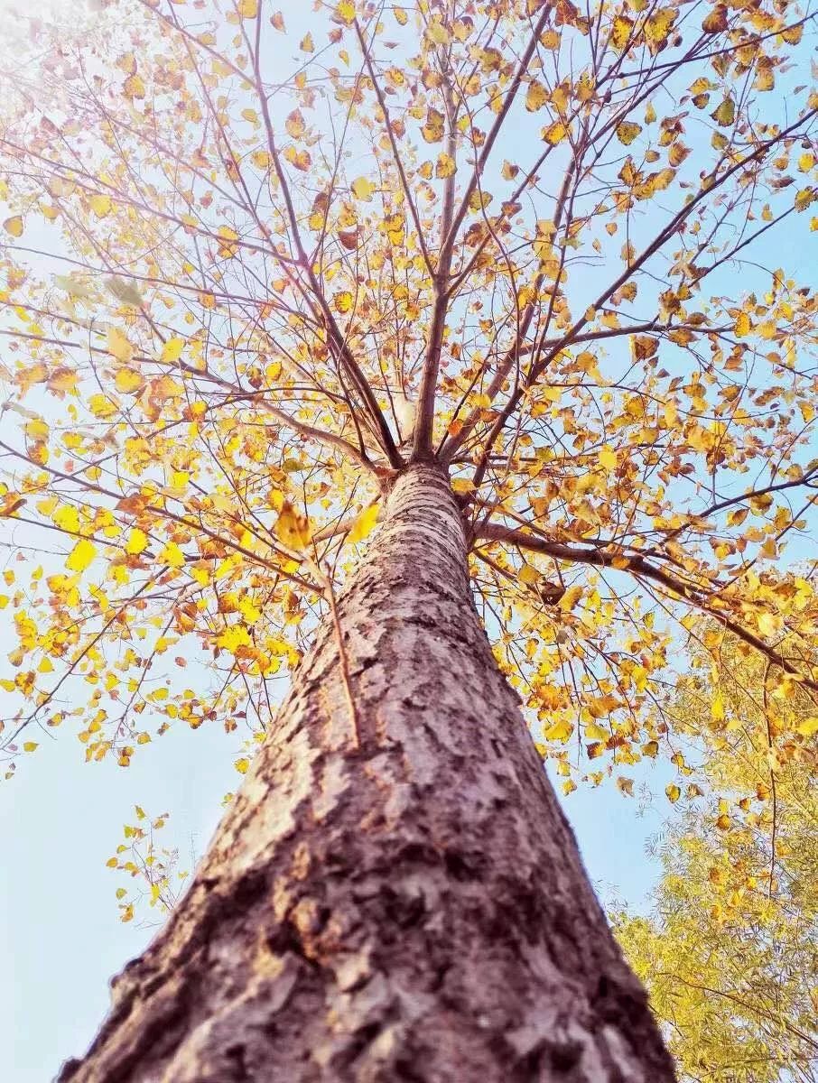 红杏林是哪里的 2f9fd4a1b14a4558b9282d9a8b62bbe5.jpeg