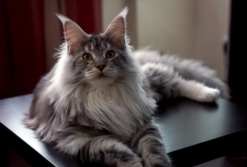 正规缅因猫舍跟后院猫舍的本质区别_缅因猫哪