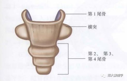 骨盆与骶髂关节的解剖