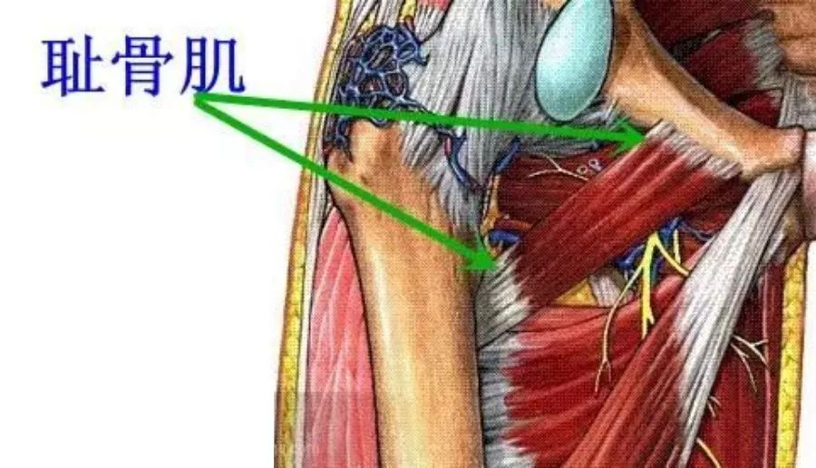 医学实用解剖学(超清楚彩图)_肌肉