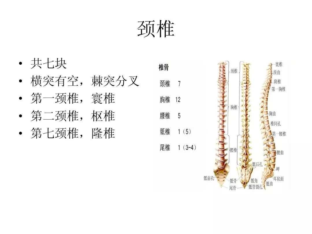 椎心泣什么成语_寰枢椎在什么位置(3)