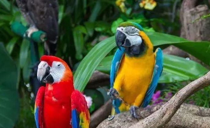 金刚鹦鹉可以养吗 407db48b969a4b09b4245564d793e1c8.jpeg