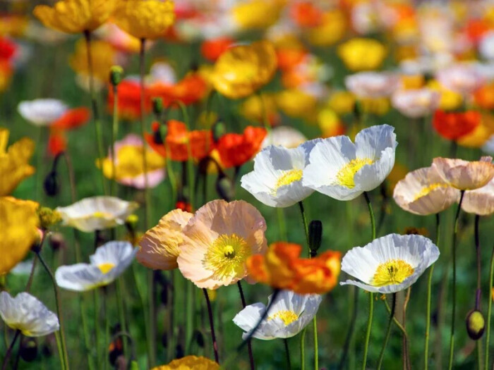 百年松树五月芭蕉猜一成语_芭蕉树图片(2)