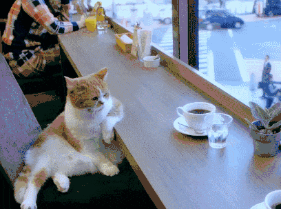 猫咪怎么才能不怀孕 497c5ddb352d4f18b3fc71a6ef308c19.gif