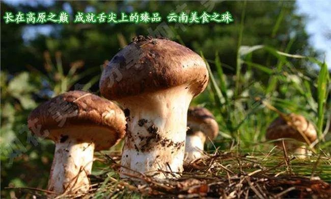 4a1ae5ef84824ce4bbde309608efa69a.jpeg