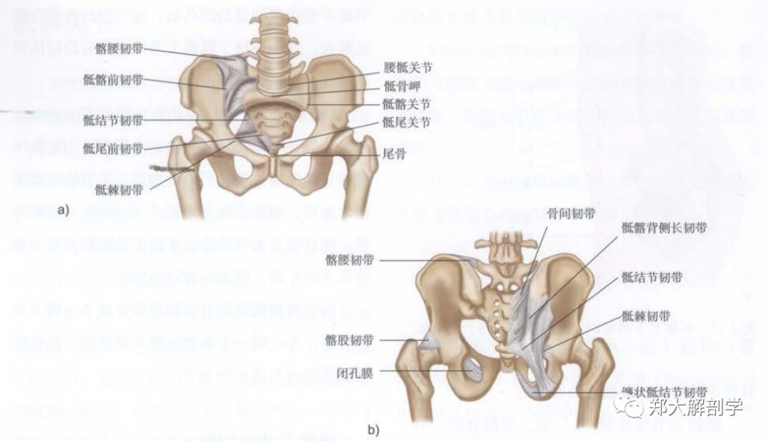 骶髂关节位于骶骨与髂骨之间,属于真正的滑膜关节,结构包括关节囊,滑