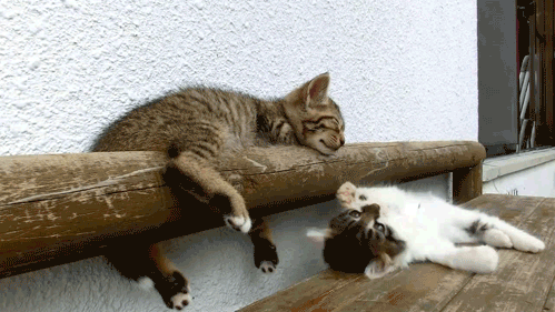 79a1c086571d4d7d80aef2b5ba30f6c7.gif