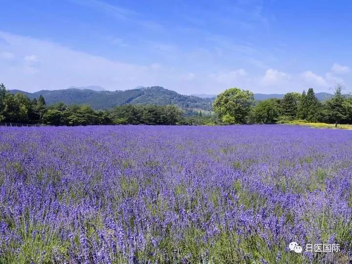 初秋约上姐妹，一起去日本高原度假村尽享温泉美食之旅吧！