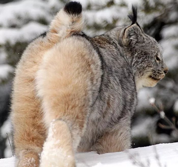 加拿大山猫（猞猁），看起来又憨又萌，其实超级凶残