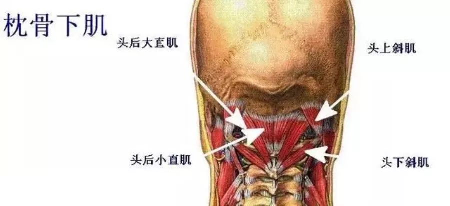 肌连接:头下斜肌连接前两个颈椎,其余的肌肉连接前两个颈椎和枕骨.