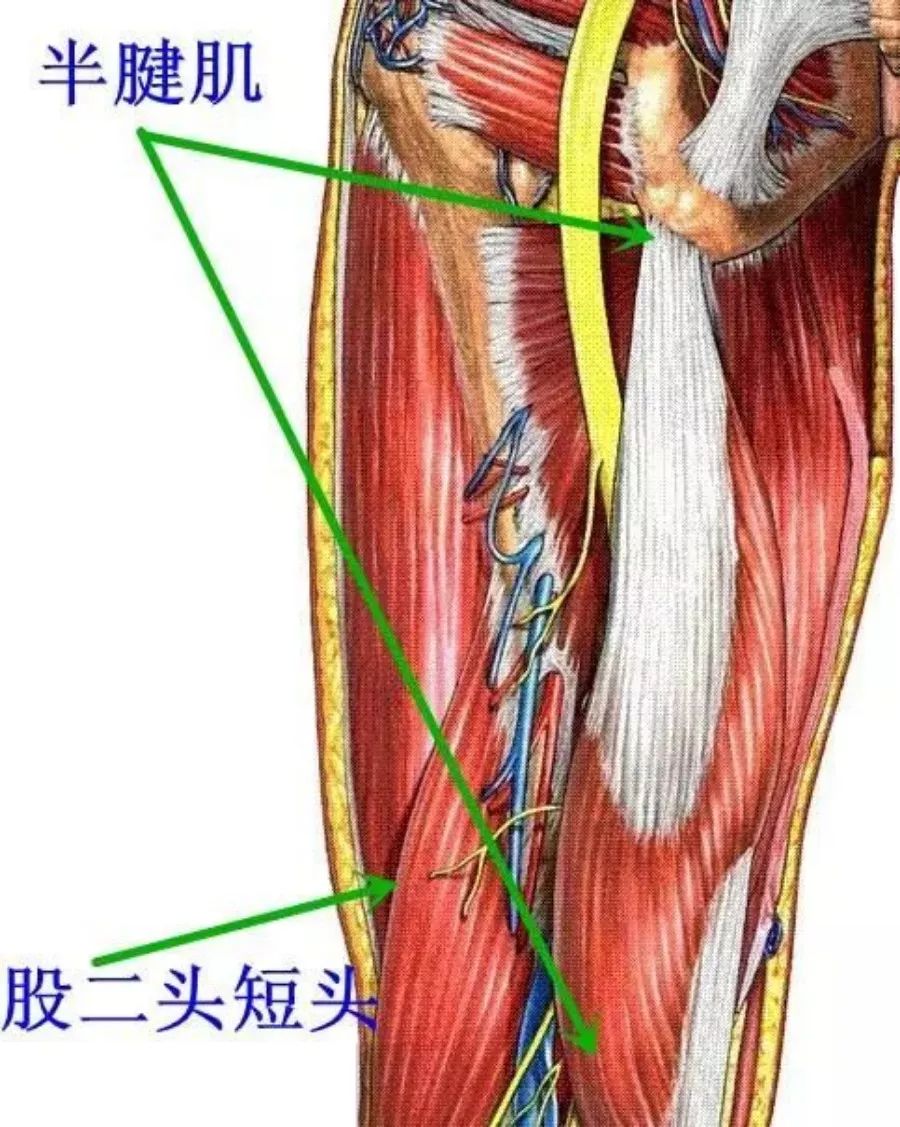 48,阔筋膜张肌和髂胫束(itb)——髂胫束是大腿外侧面从髂棘延伸至