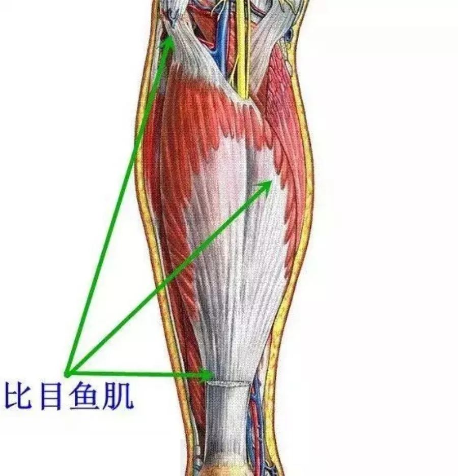 比目鱼肌线与内侧缘中1/3和一个胫骨与腓骨间腘部血管上方通过的腱弓