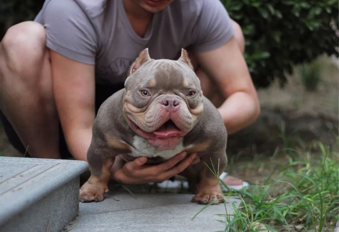 恭喜花花恶霸犬俱乐部成功入驻cbkc第十届萌宠潮流文化节