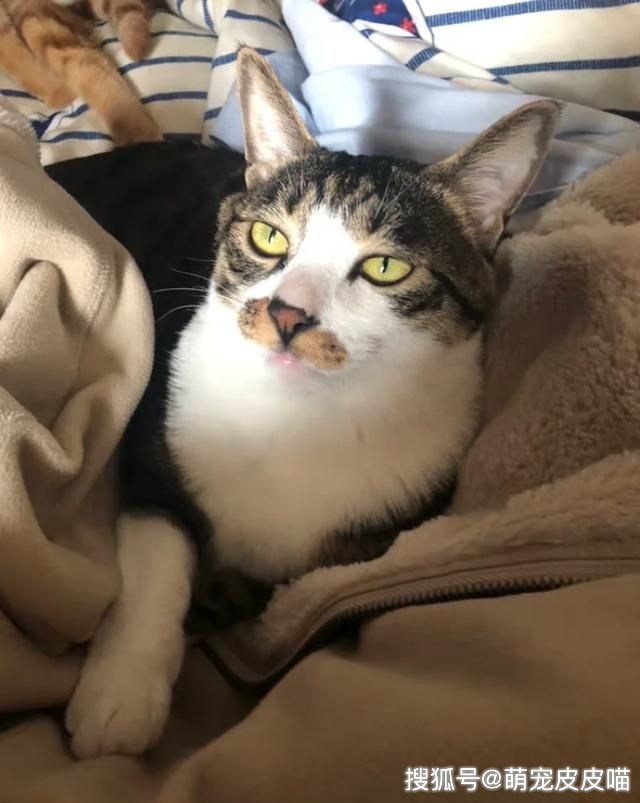 家里没人猫怎么办
