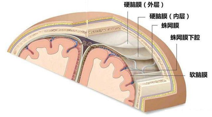 脑与头骨之间有三层脑膜,从里到外依次是软脑膜,蛛网膜,硬脑膜,软