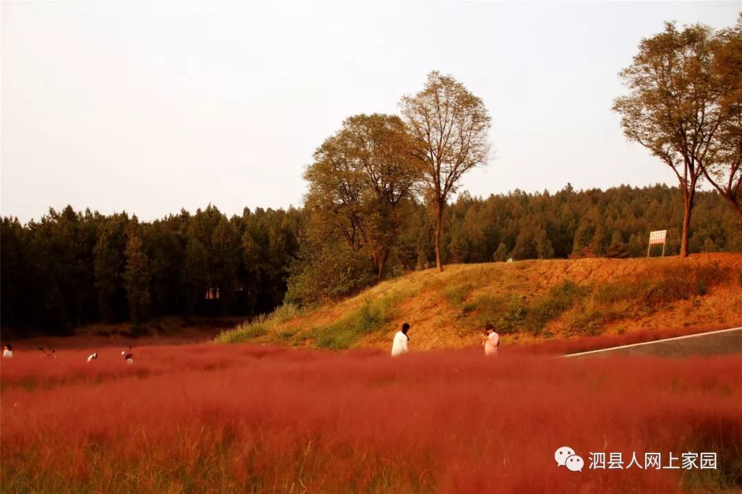 仙女飘落泗县"网红"草地 美爆了_屏山