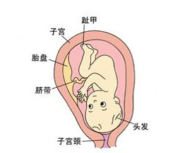 分享怀孕八个月胎儿发育图解!_cm