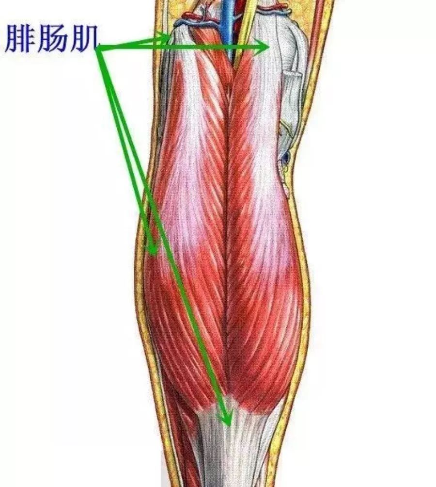 下方,与腓肠肌一起