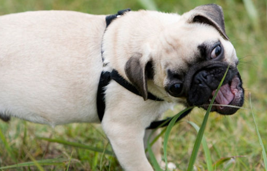 狗为啥会吃草的原因 ae568c79c67a45b69306b00add2464d9.png