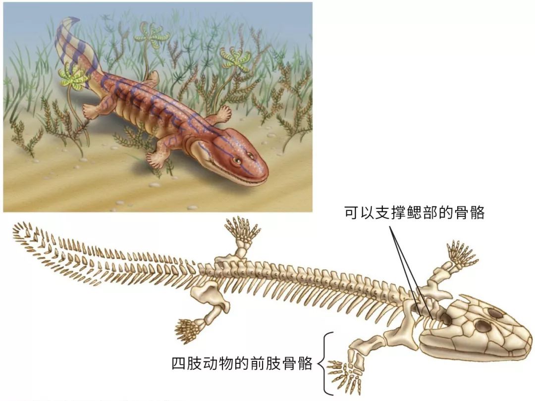 鱼石螈布鲁布鲁一只四脚鱼