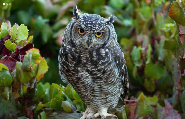 咕咕是什么鸟发出的叫声 bc526cd351f34ad880cd1e027431a38b.jpeg