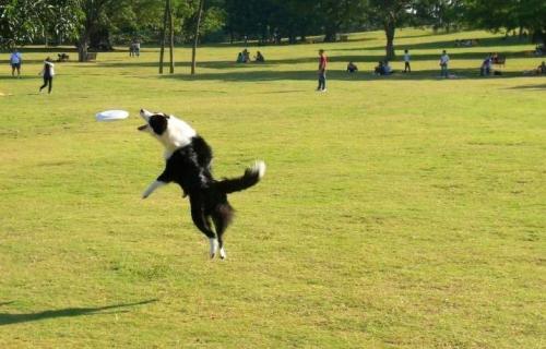 边境牧羊犬训练飞盘狗中阶步骤