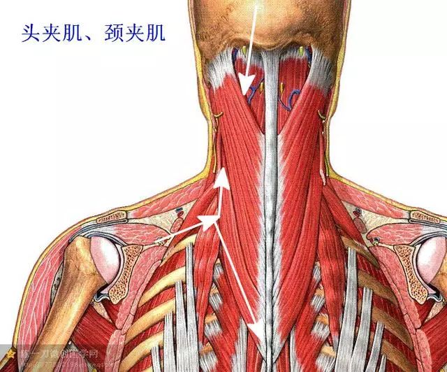 头夹肌连接到乳突和紧临乳突的枕骨的一小部分.