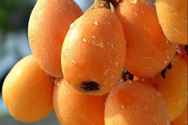 枇杷怎么吃治咳嗽化痰一天喝几次 c1be2bf1bb484720be34d892239190b9.jpeg