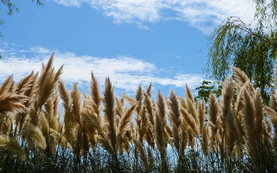 静赏洪泽湖湿地芦花美景,一分钟辨别芦苇,芦荻,芦竹.