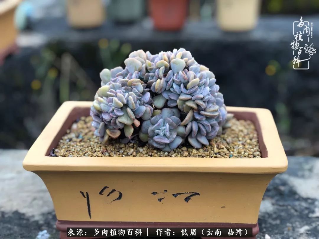 雪精灵