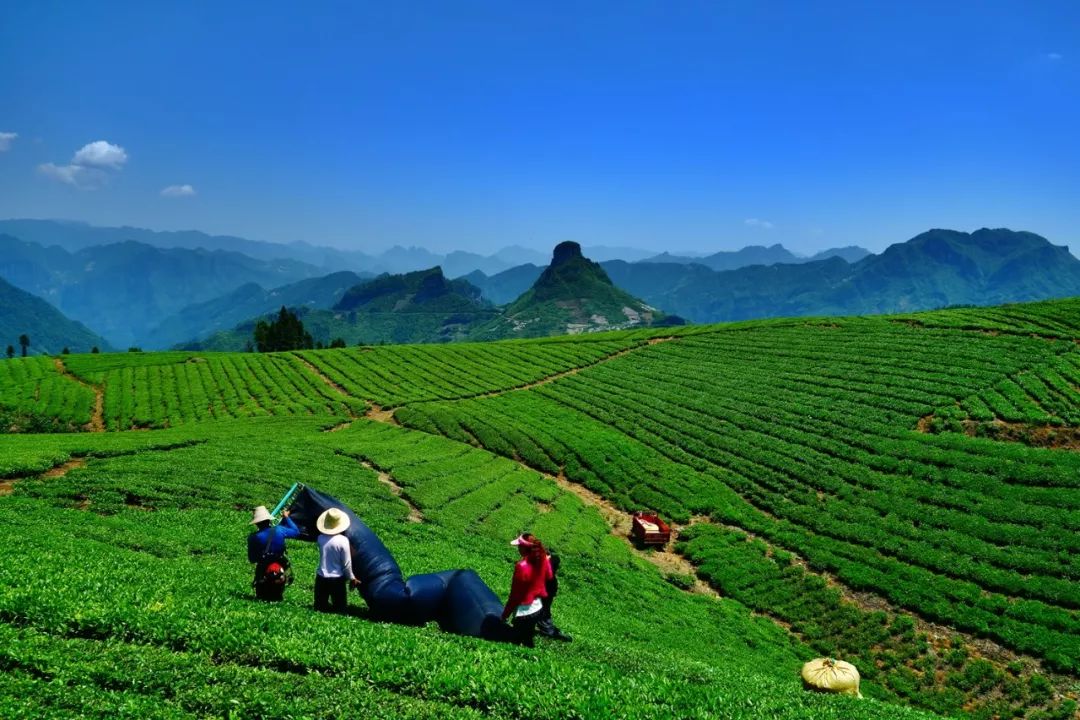 阳湖)/鲁礼安茶园的早晨(南北镇)/杨昌伟▲夹山寺新时代壮丽画卷