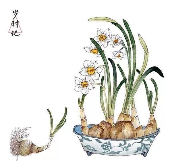 丰子恺:生机_水仙花